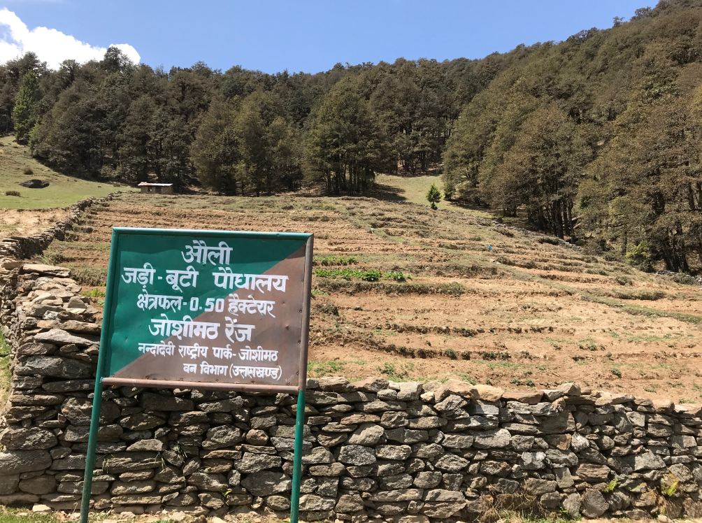 Photo of Auli Medicinal Herb Plantation.