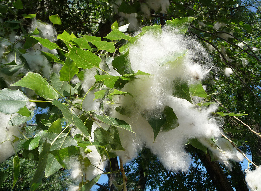 Poplar fluff.