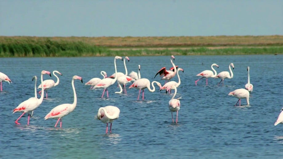 Flamingos on Lake Tengiz in the Korgalzhyn nature reserve.
