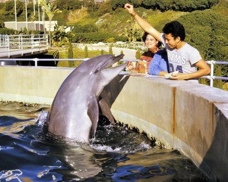 Photograph of dolphin performance.